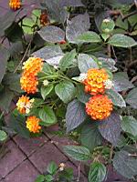 Lantana - Lantana camara (fam Verbenacee) (Amerique tropicale) (02) (Photo F. Mrugala)